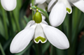 Galanthus S. Arnott in the green 